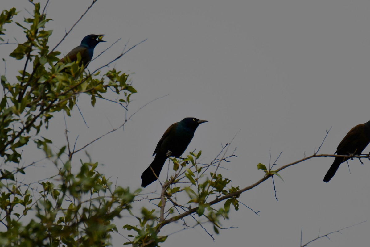 Common Grackle - ML643480388
