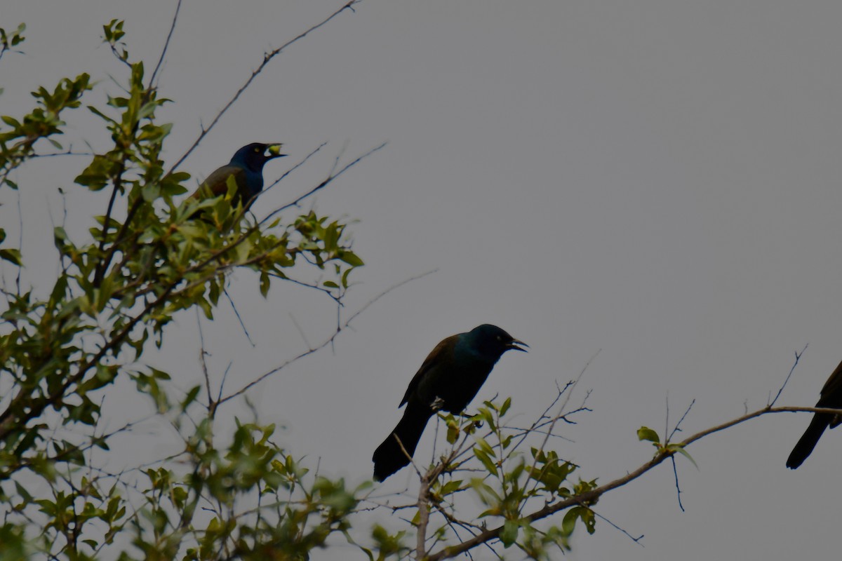 Common Grackle - ML643480389