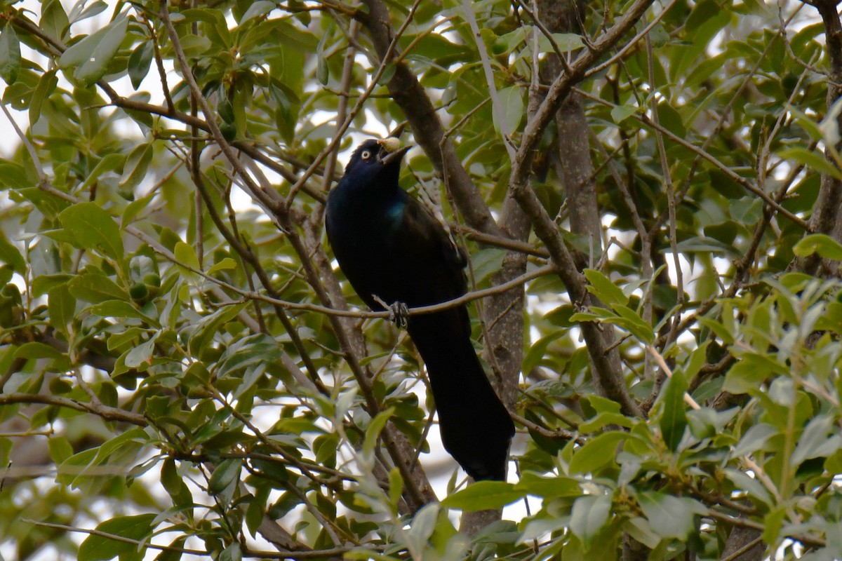 Common Grackle - ML643480390
