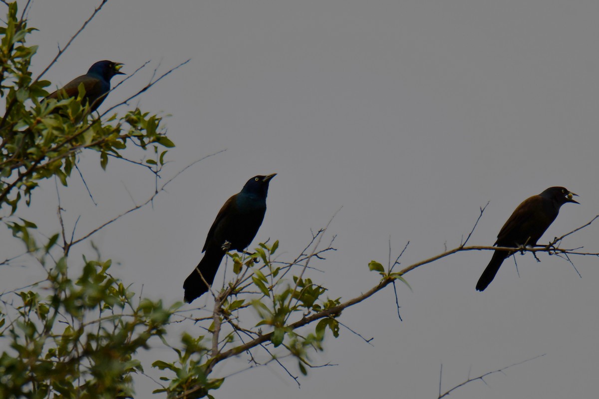 Common Grackle - ML643480391