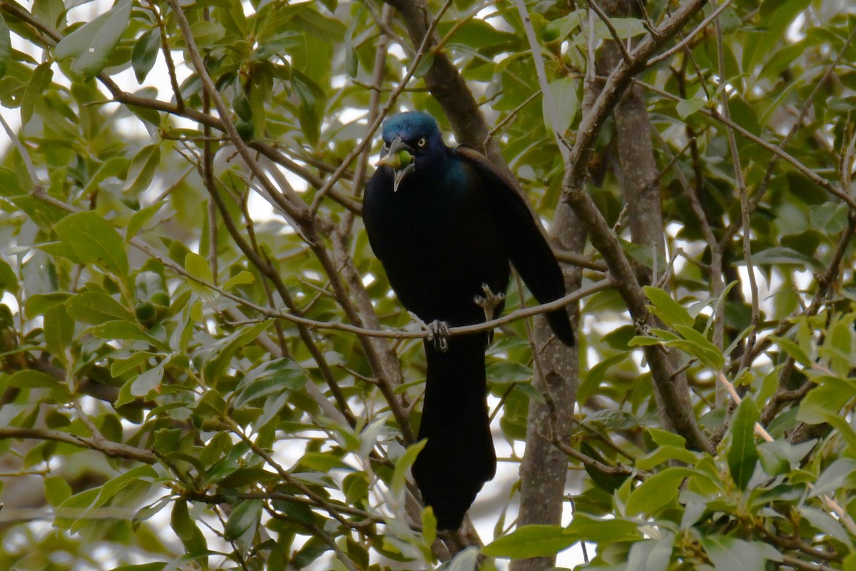 Common Grackle - ML643480392