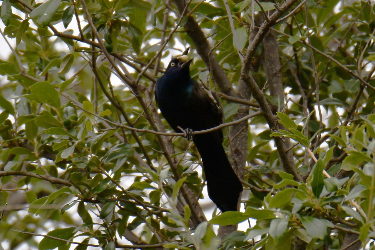 Common Grackle - ML643480393