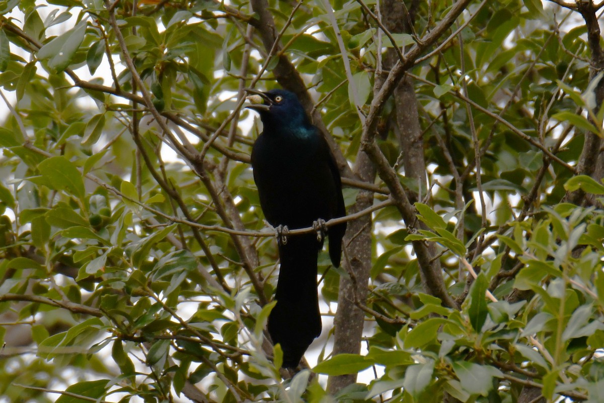 Common Grackle - ML643480394