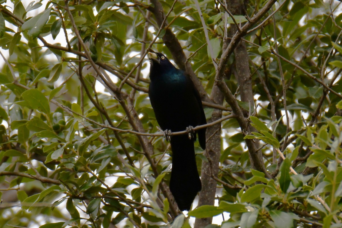 Common Grackle - ML643480395