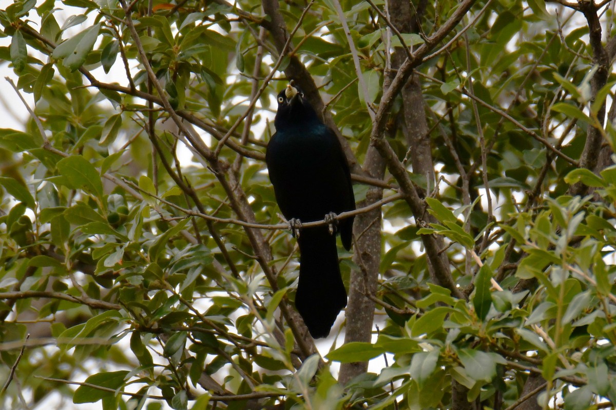 Common Grackle - ML643480396