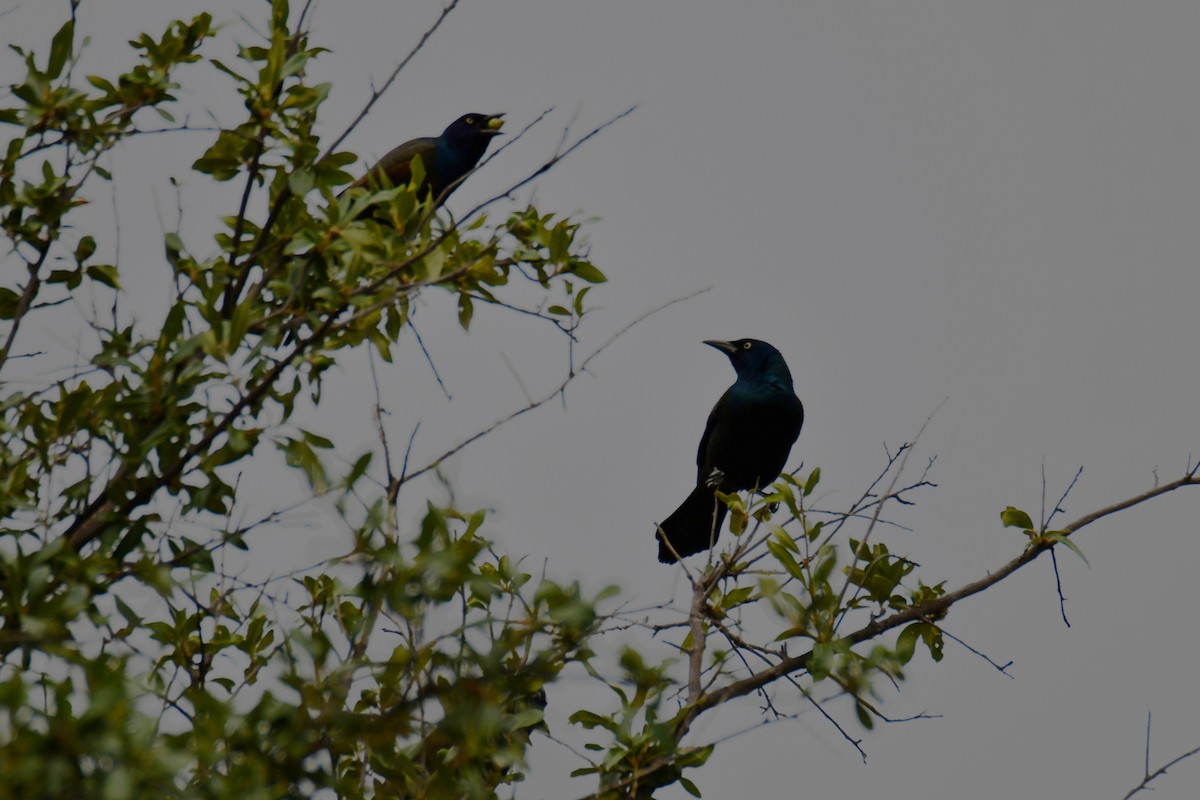 Common Grackle - ML643480398