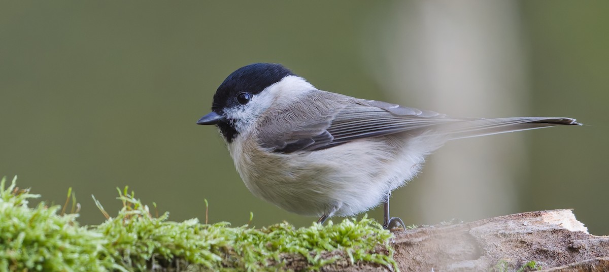 Marsh Tit - ML643480400