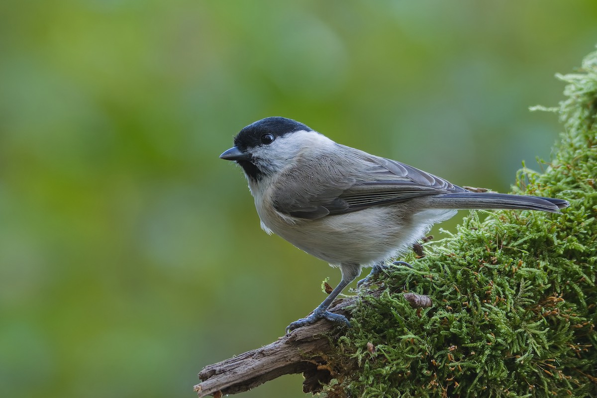 Marsh Tit - ML643480401