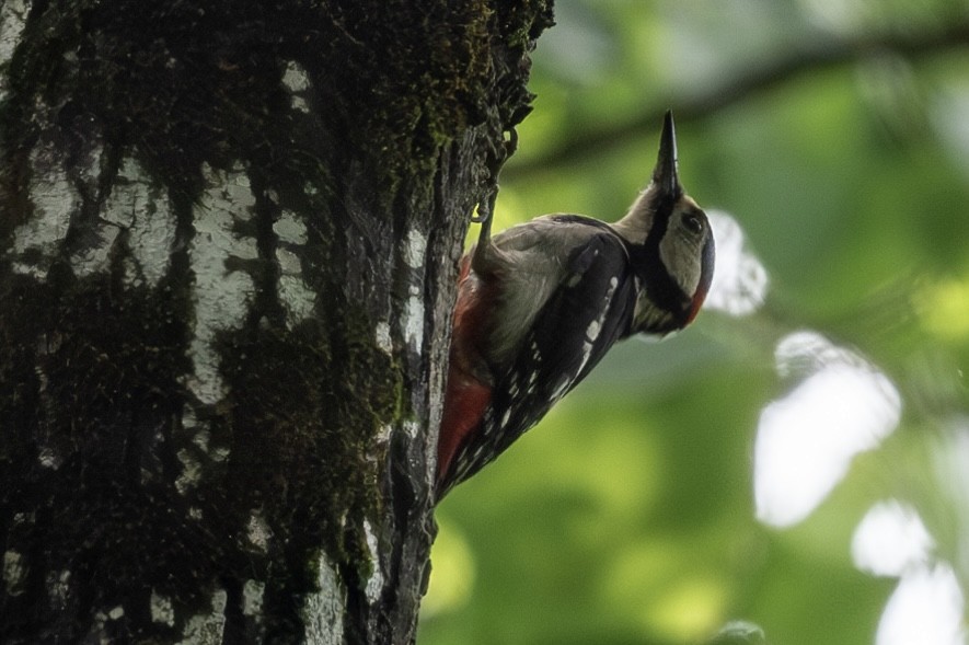 Great Spotted Woodpecker - ML643480403