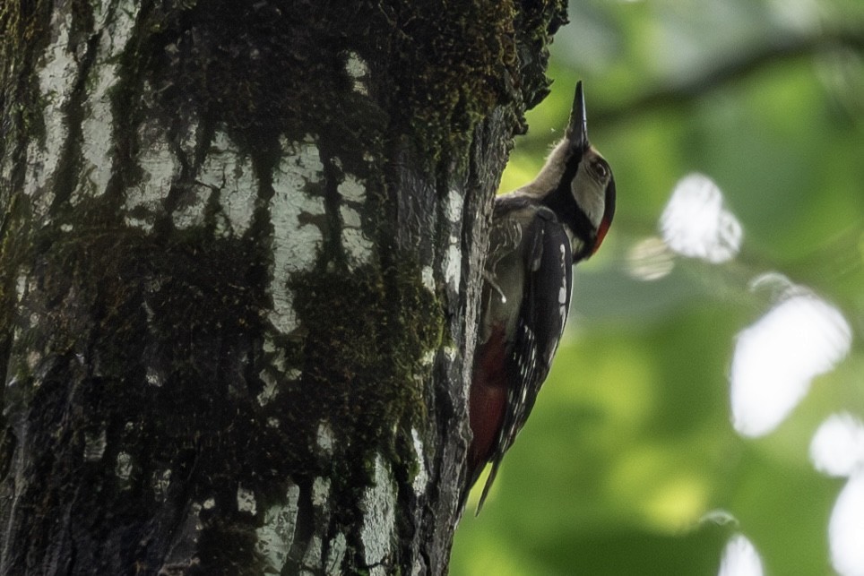Great Spotted Woodpecker - ML643480404