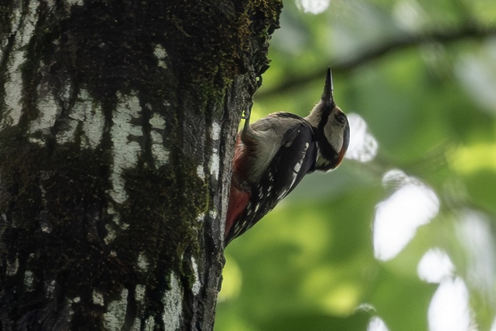 Great Spotted Woodpecker - ML643480405
