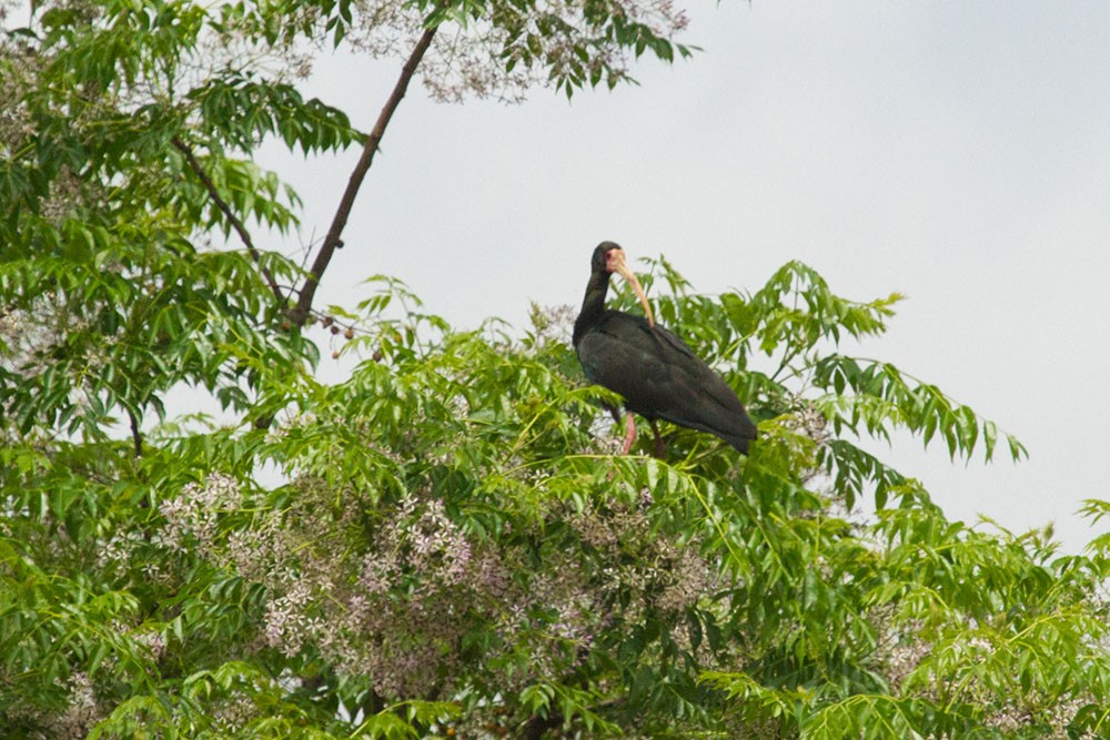 Bare-faced Ibis - ML643480420