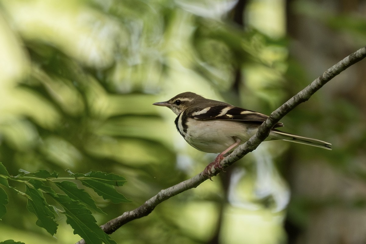 イワミセキレイ - ML643480424