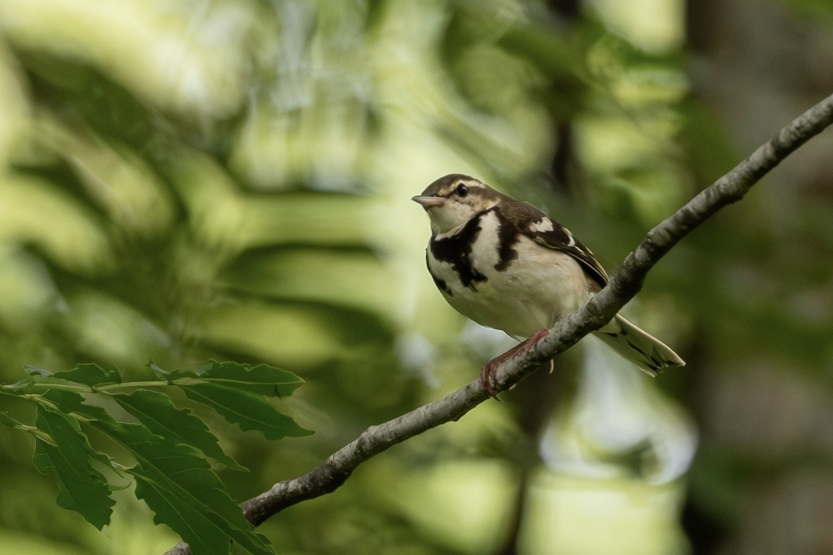 イワミセキレイ - ML643480425