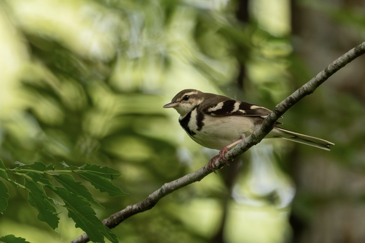 イワミセキレイ - ML643480429