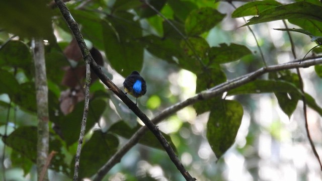 Manakin à front blanc - ML643480432