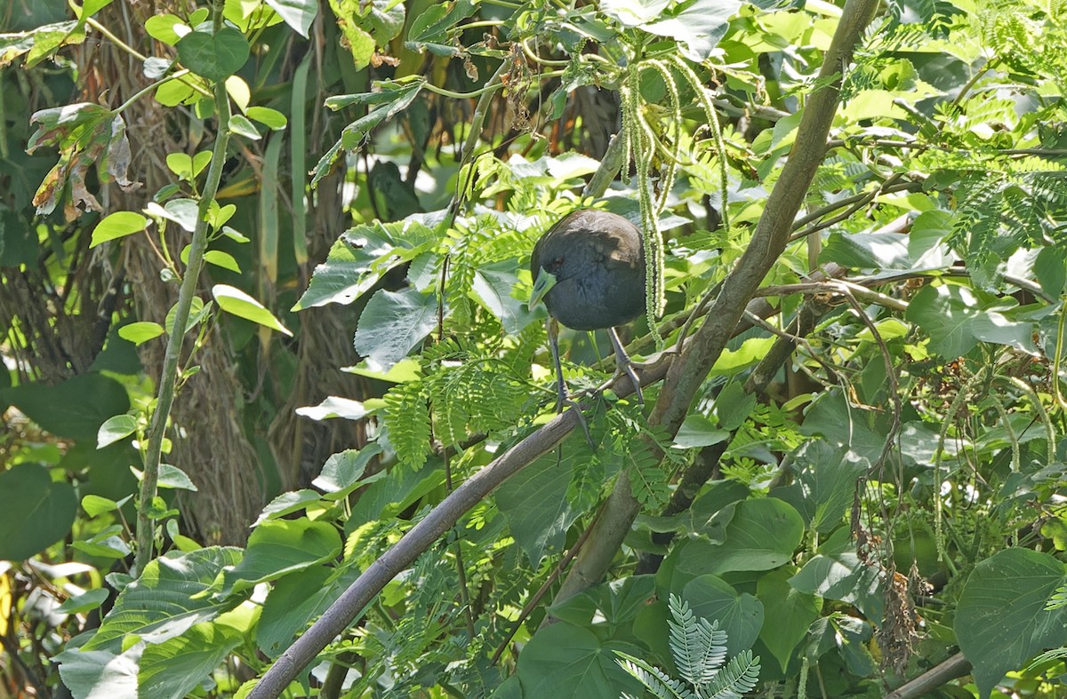 Plain Bush-hen - ML643480456