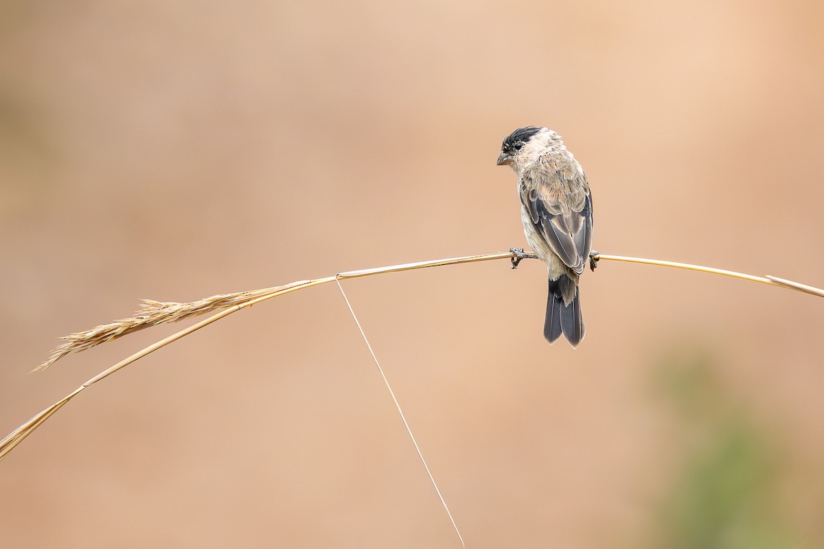 Pearly-bellied Seedeater - ML643480462