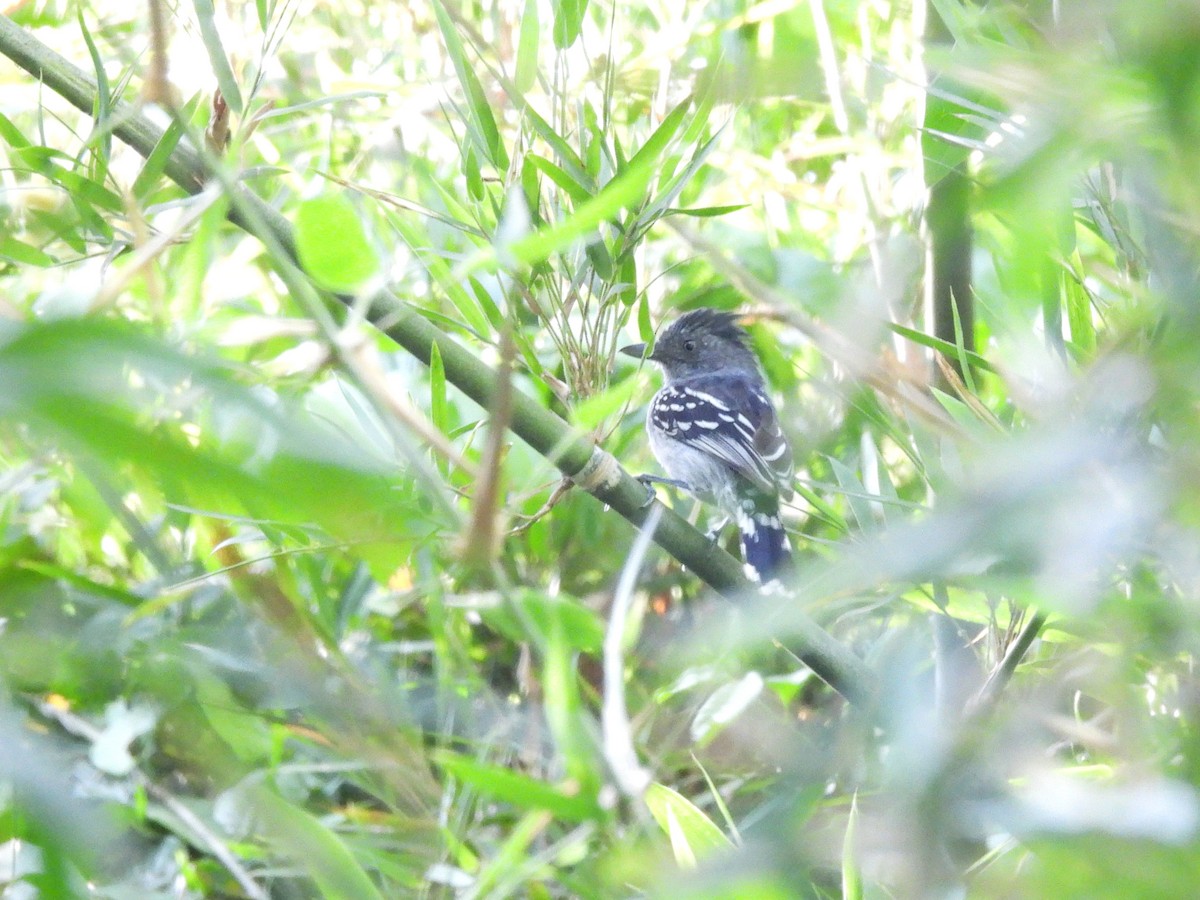 Bolivian Slaty-Antshrike - ML643480465