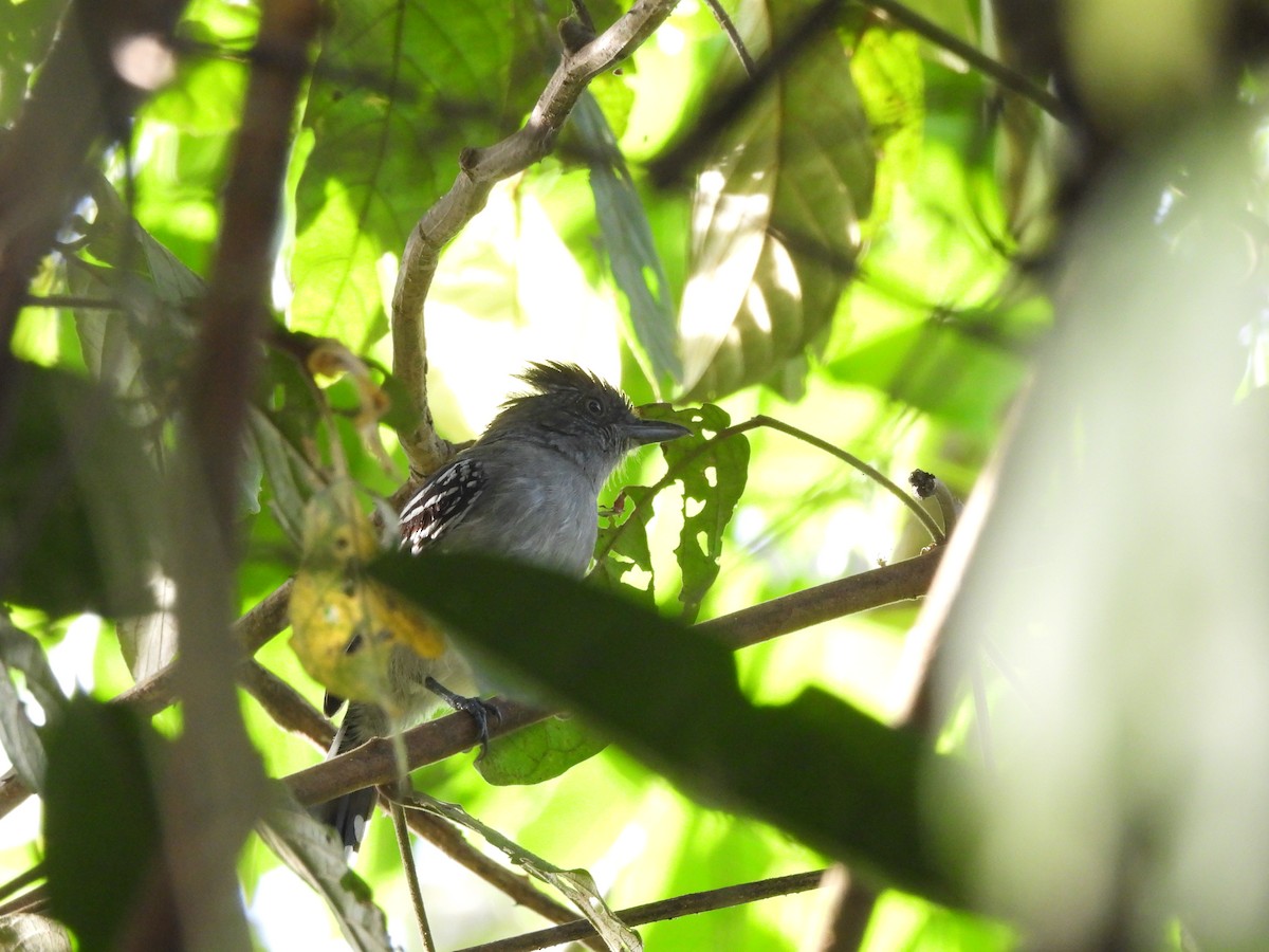 Bolivian Slaty-Antshrike - ML643480468