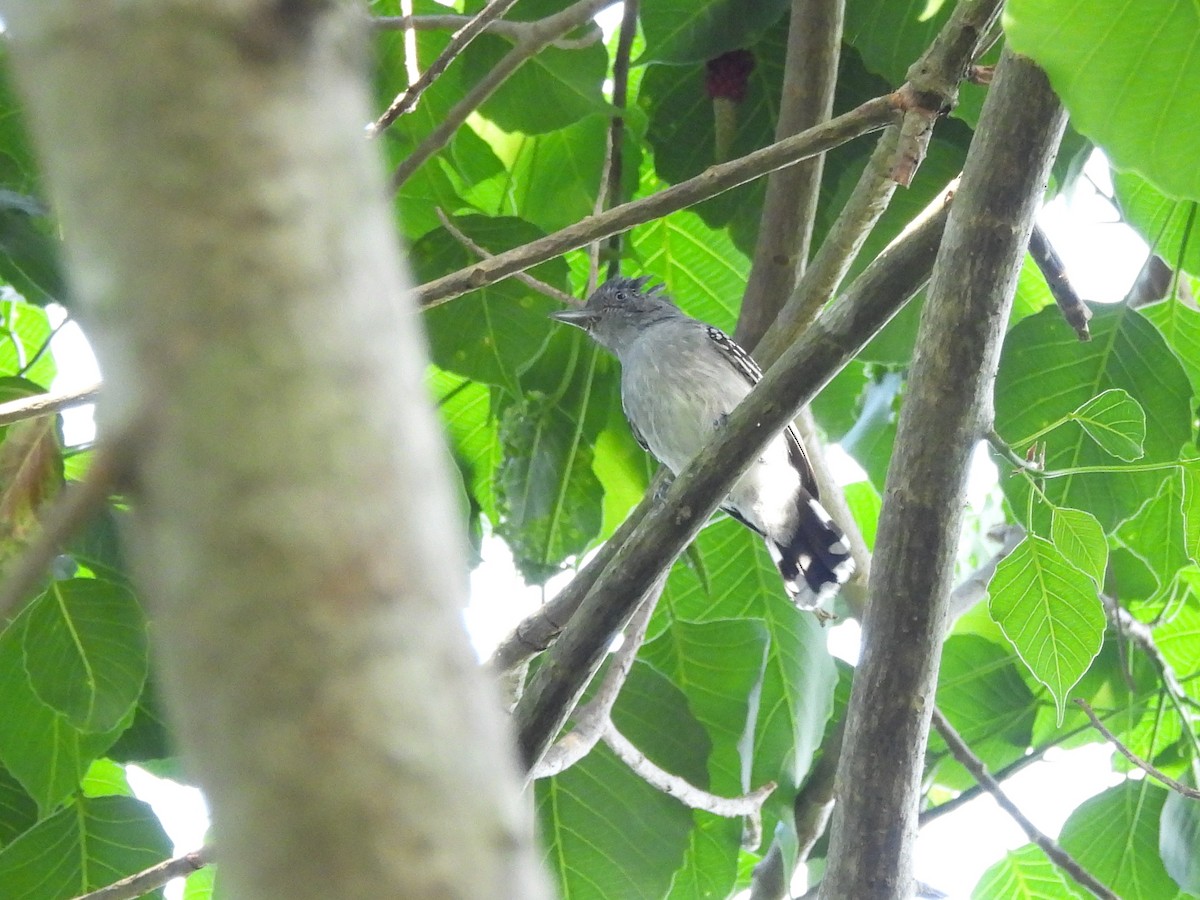 Bolivian Slaty-Antshrike - ML643480492