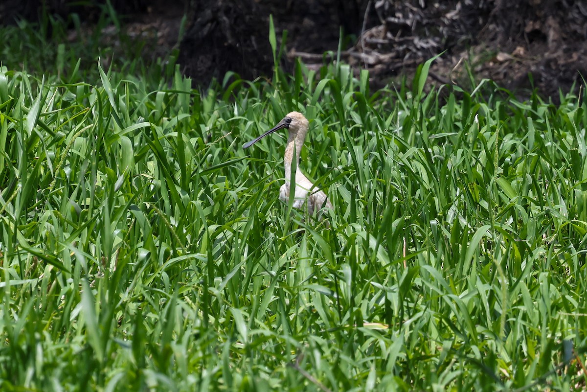 Royal Spoonbill - ML643480521