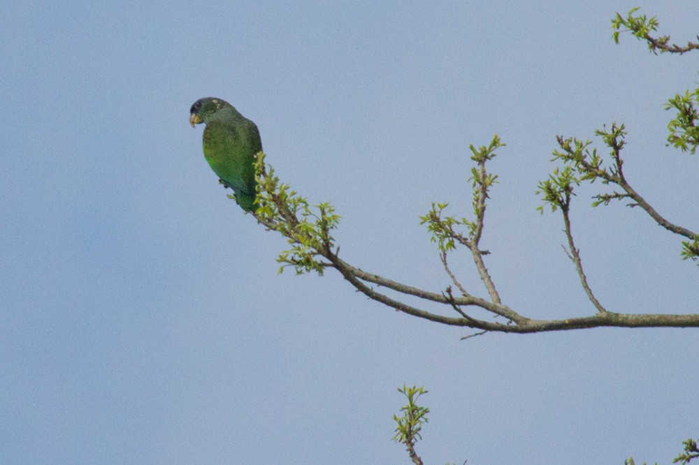 Scaly-headed Parrot - ML643480540