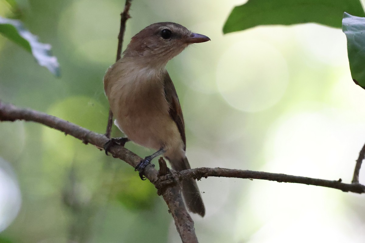 Gray Whistler (Brown) - ML643480555