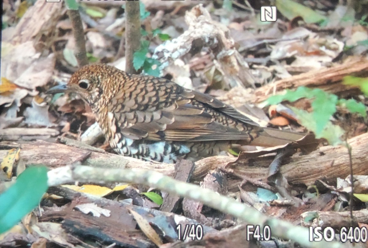 Bassian Thrush - ML643480558