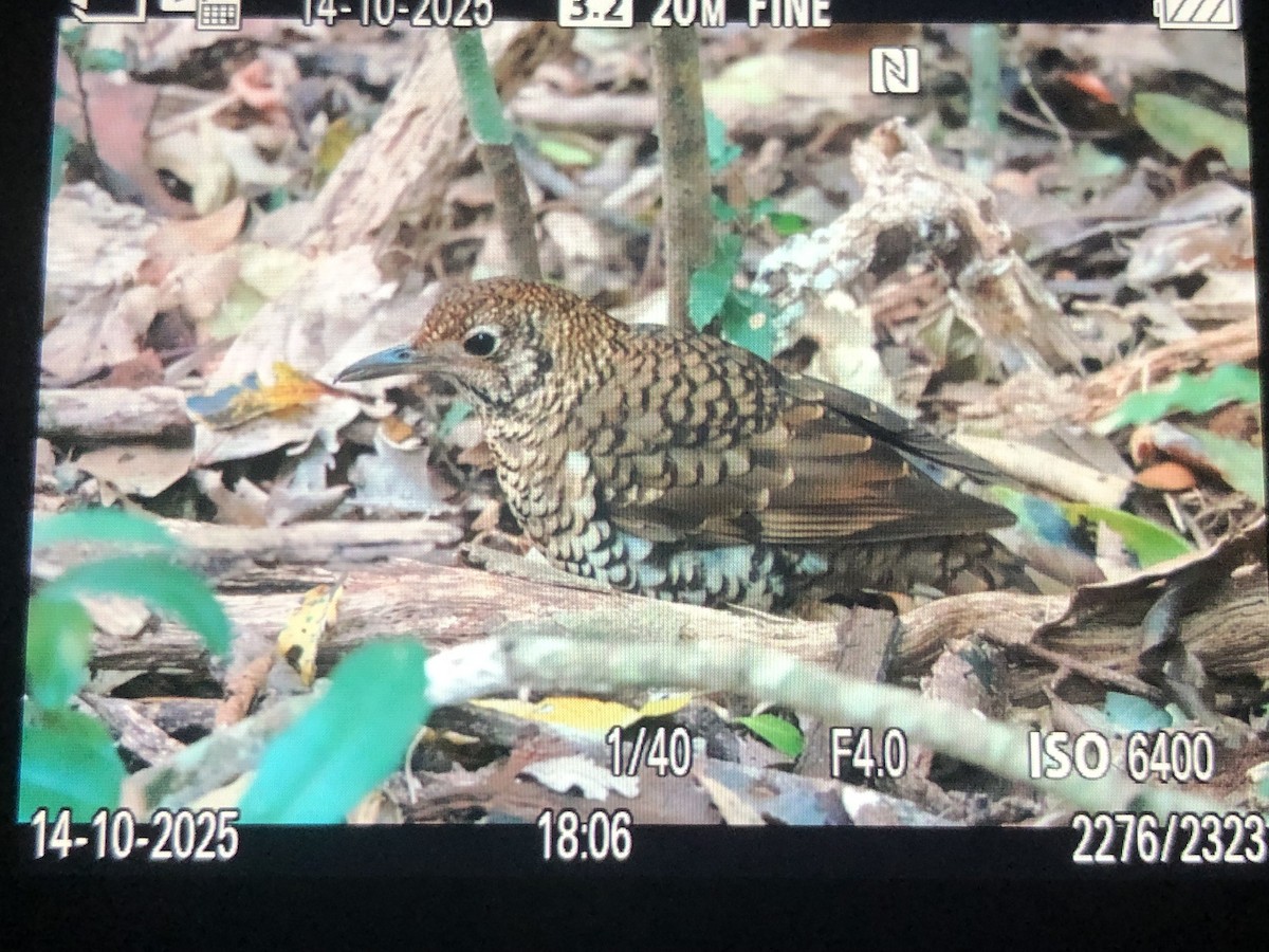 Bassian Thrush - ML643480559