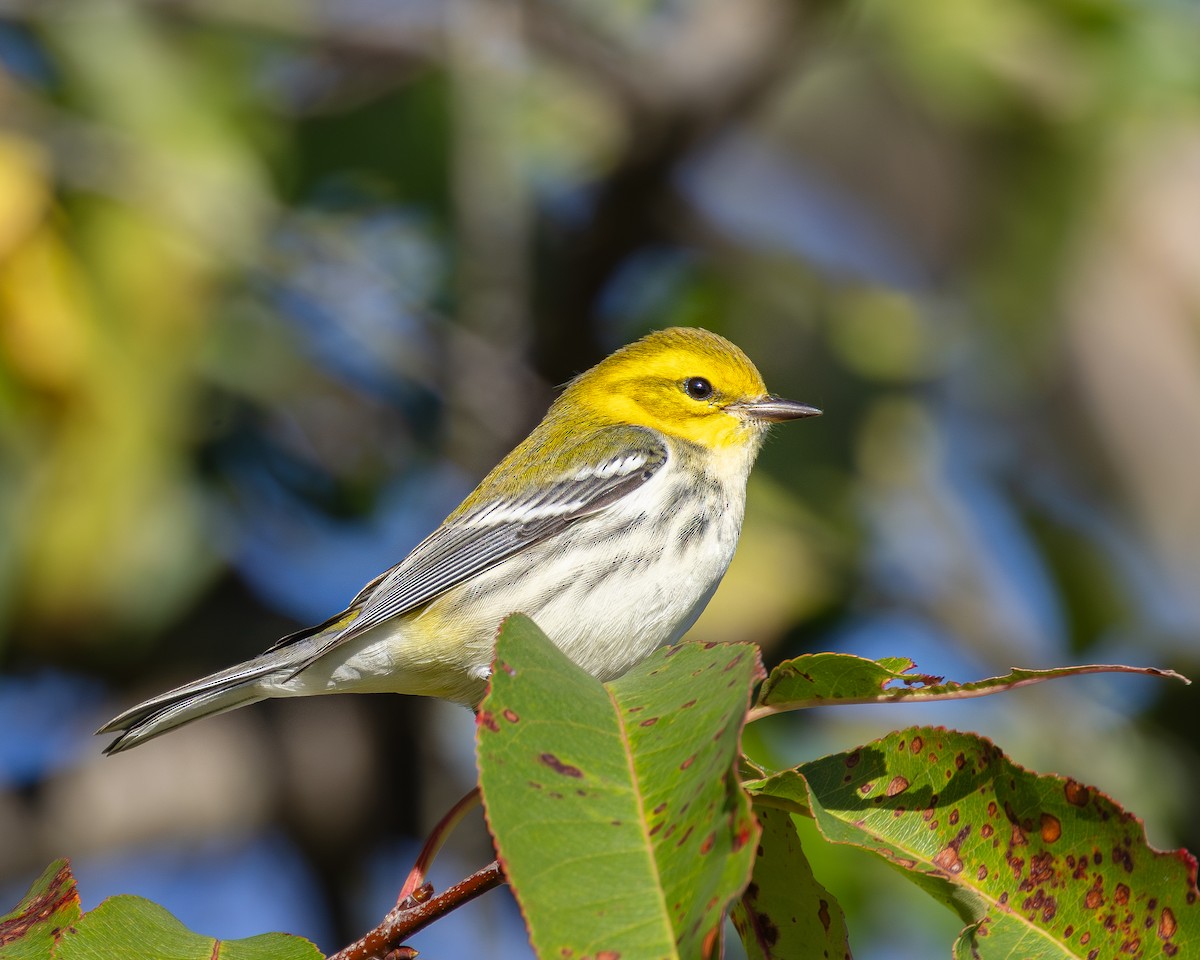 Black-throated Green Warbler - ML643480560