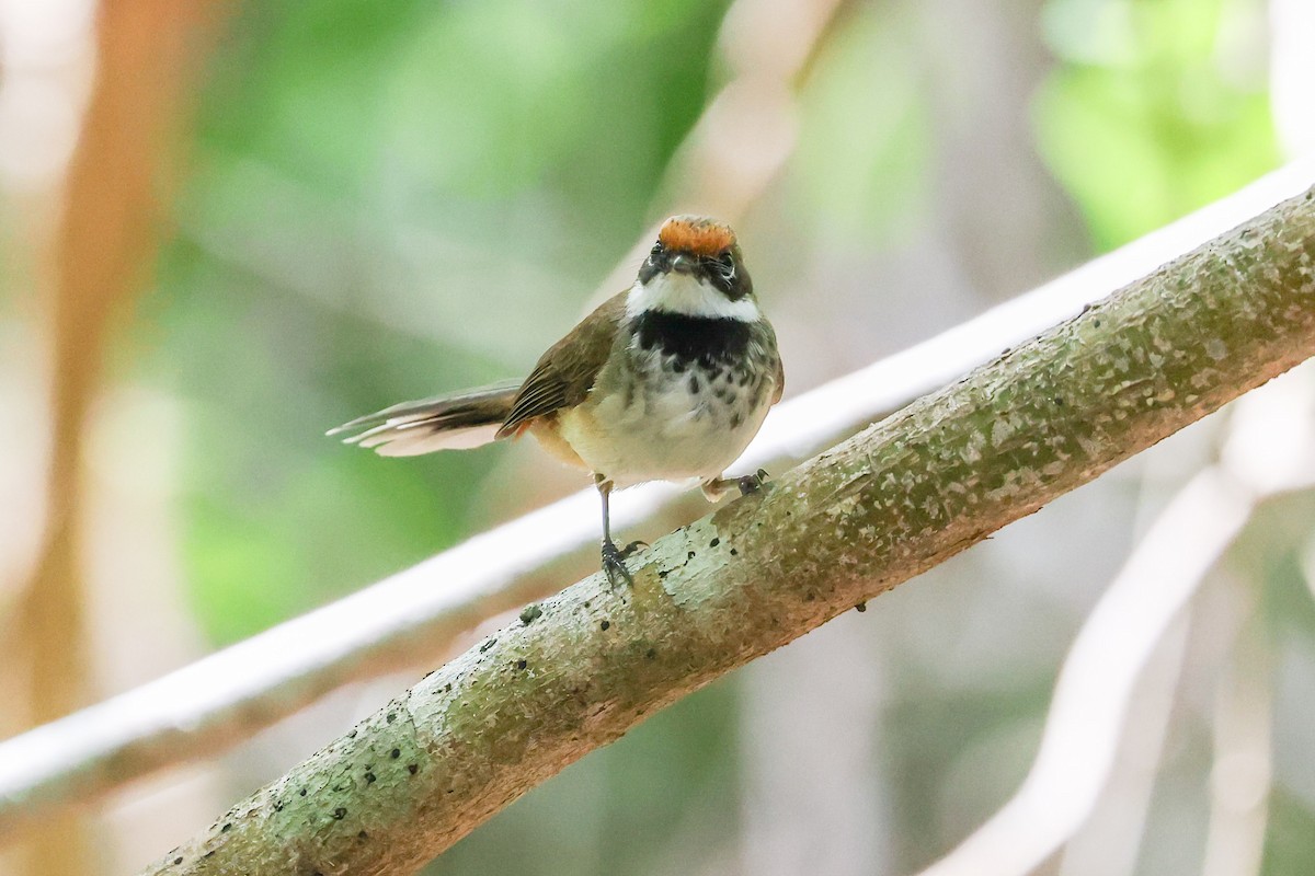 Arafura Fantail - ML643480561