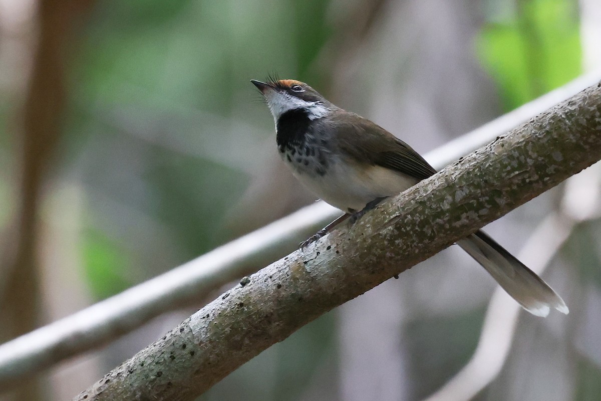 Arafura Fantail - ML643480562