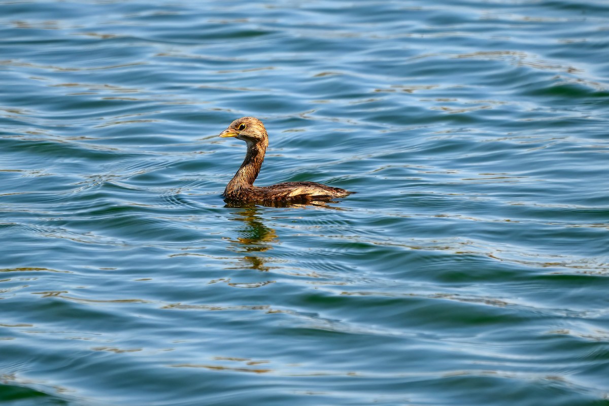 Pied-billed Grebe - ML643480567
