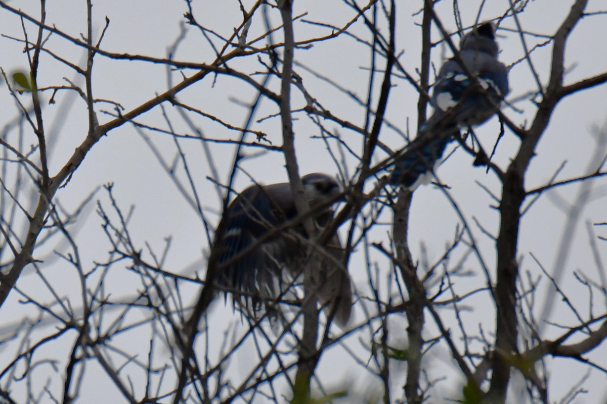 Blue Jay - ML643480573