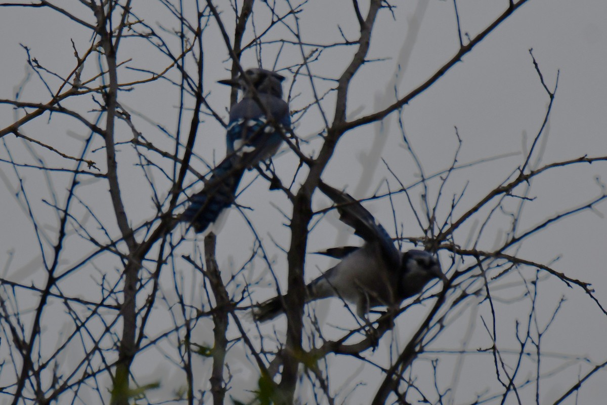 Blue Jay - ML643480574