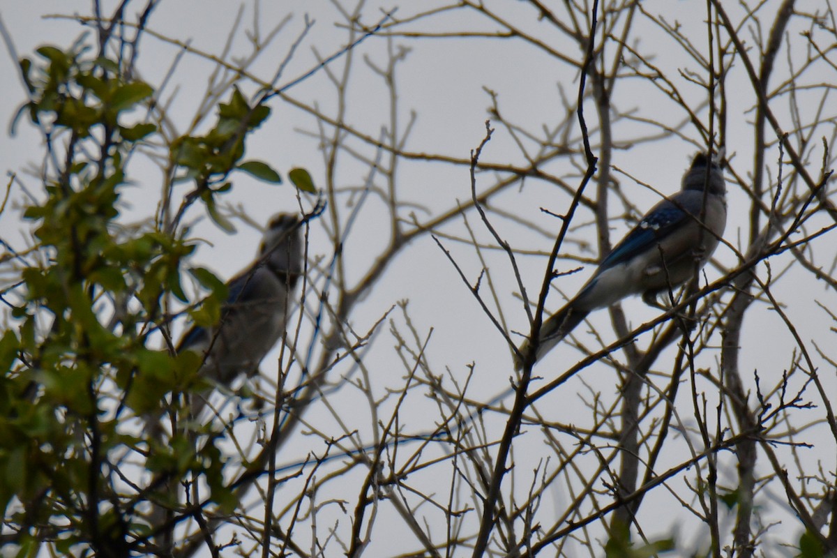 Blue Jay - ML643480575