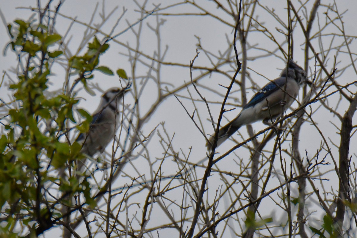 Blue Jay - ML643480576