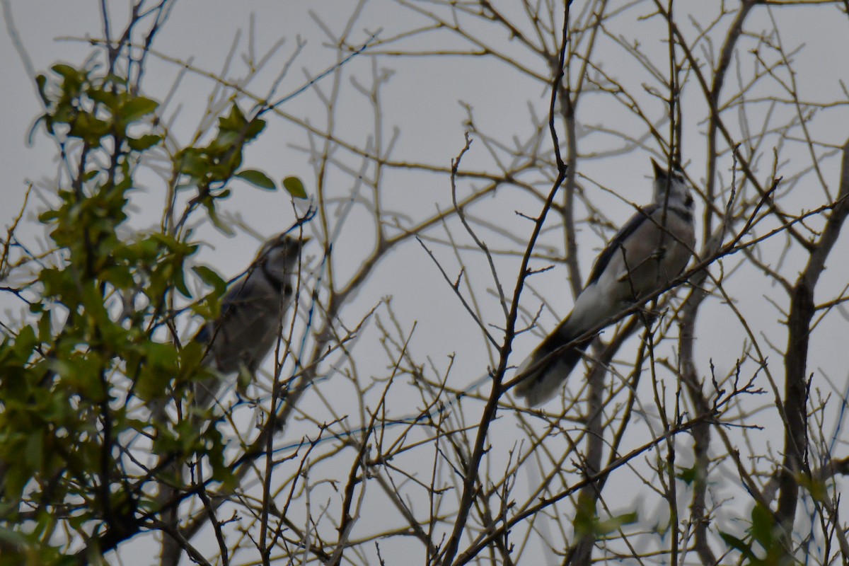 Blue Jay - ML643480577