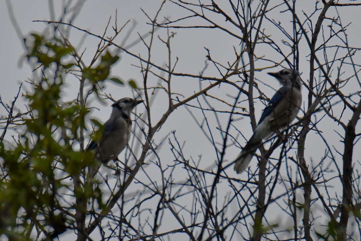 Blue Jay - ML643480578