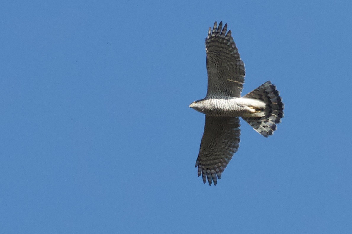 Eurasian Goshawk - ML643480654