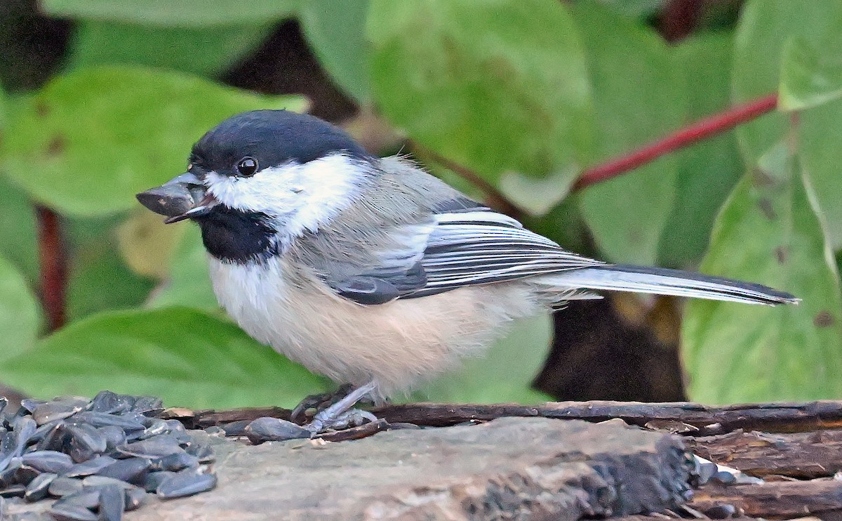 Mésange à tête noire - ML643480669