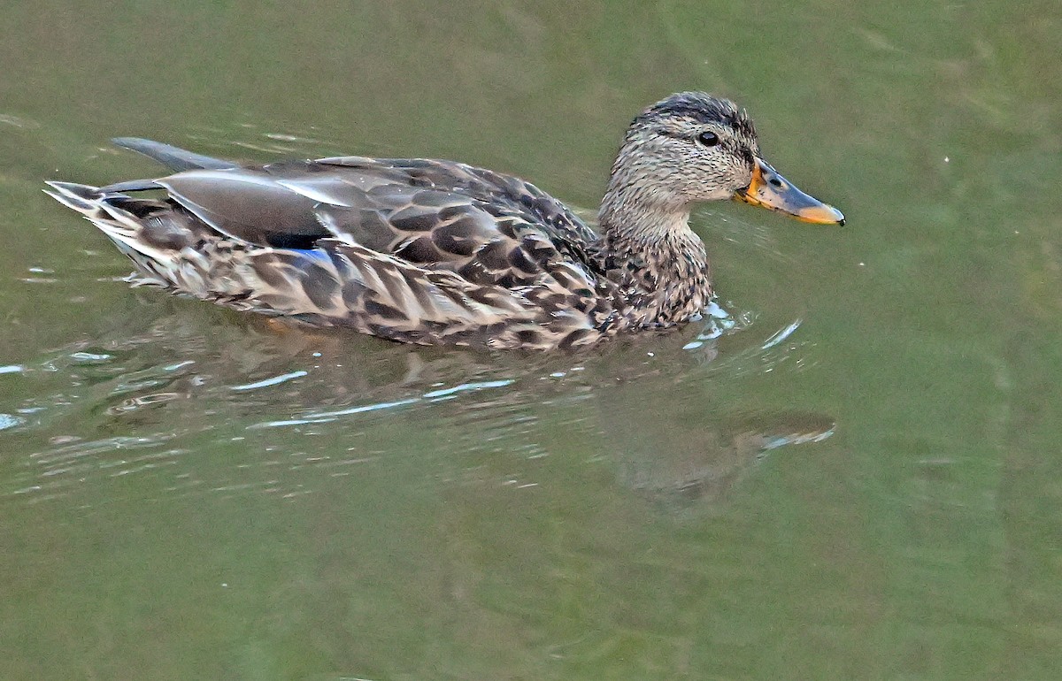 Mallard - ML643480673
