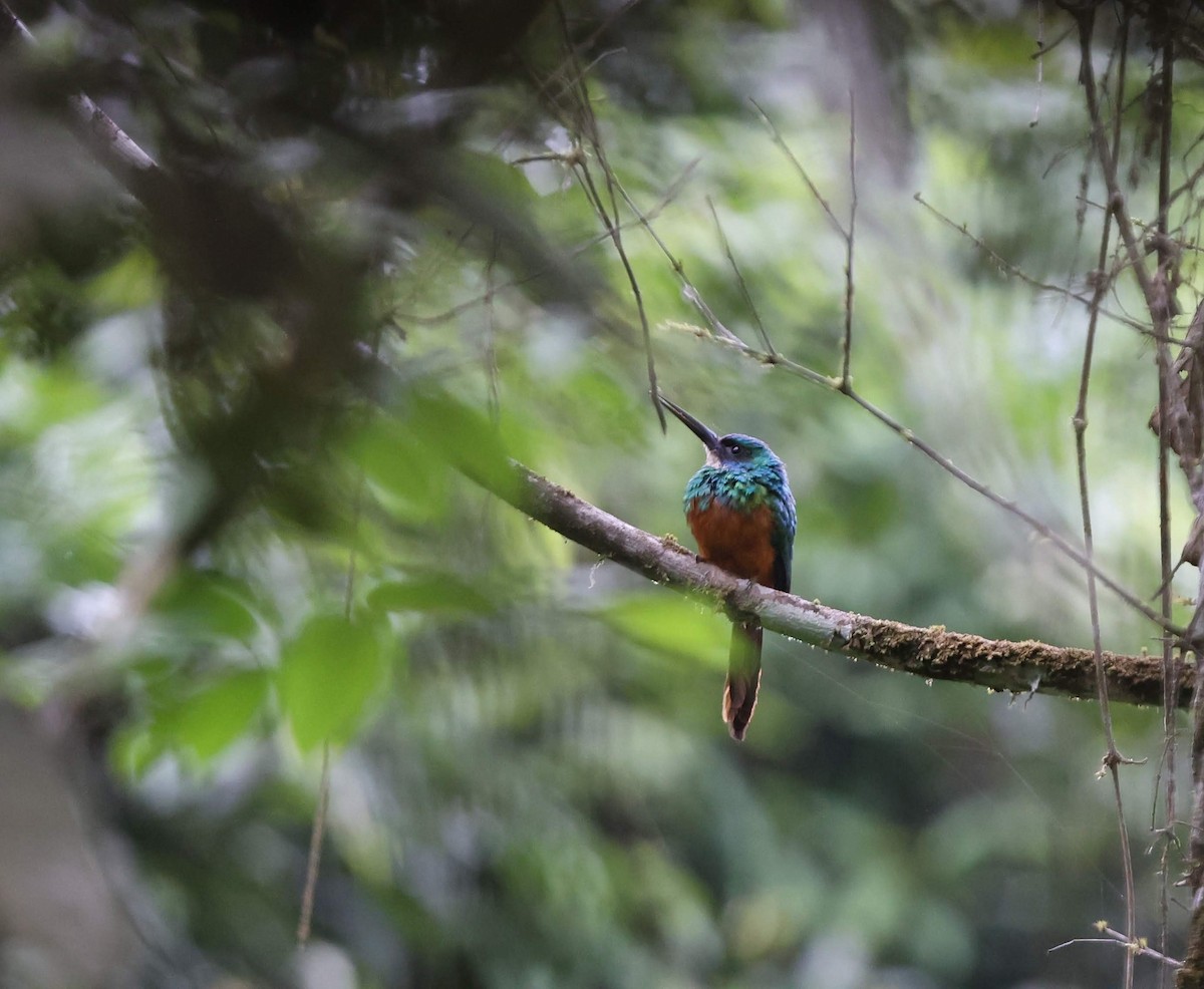 Rufous-tailed Jacamar - ML643480677