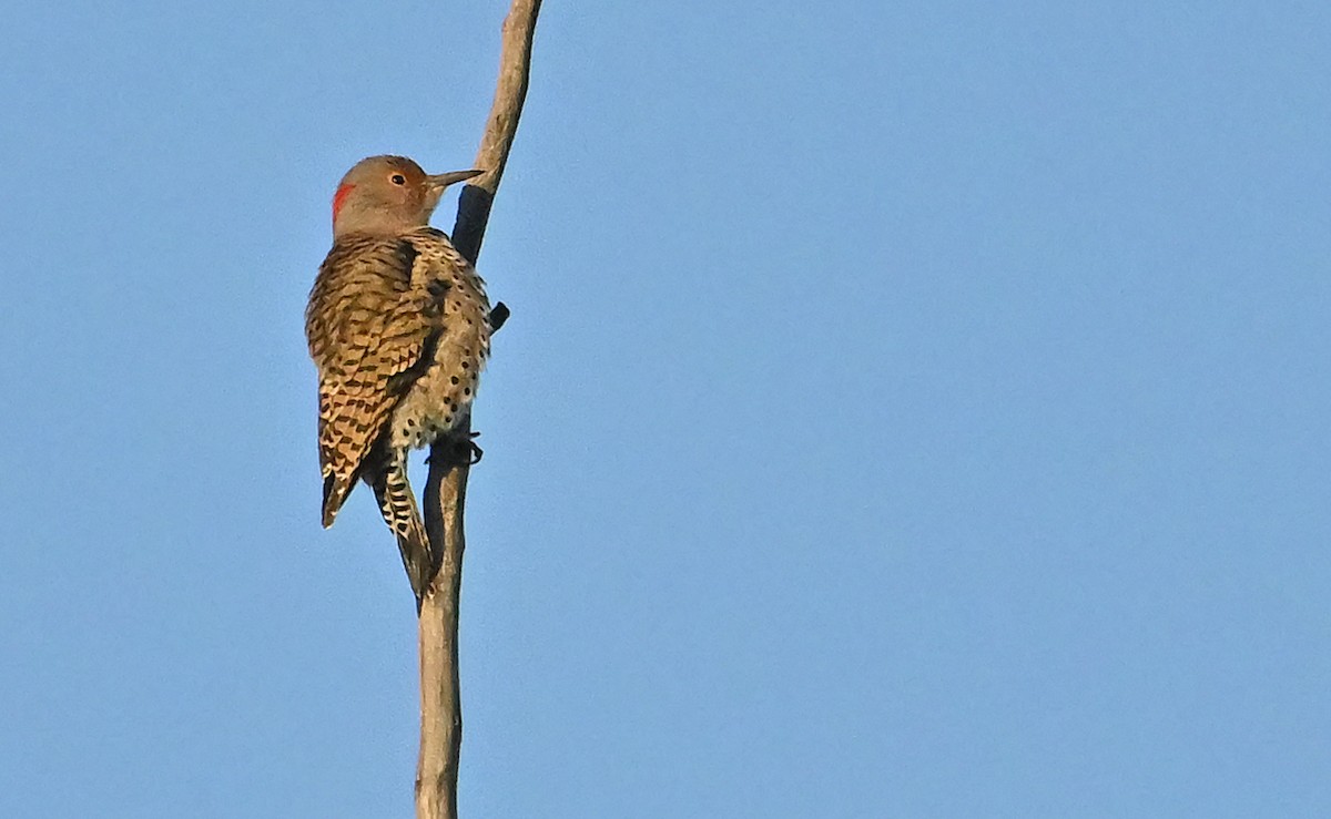 Northern Flicker (Yellow-shafted) - ML643480702
