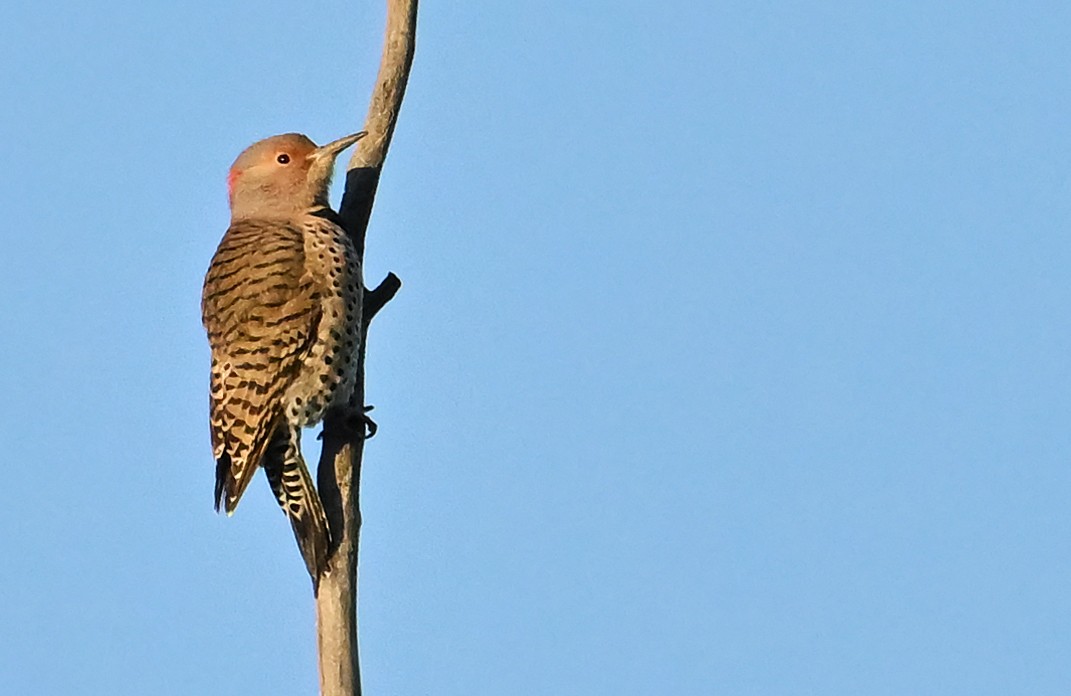 Northern Flicker (Yellow-shafted) - ML643480704