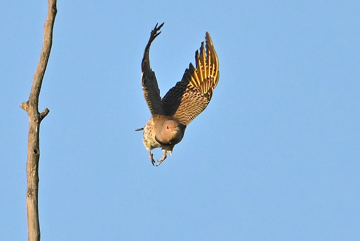 Northern Flicker (Yellow-shafted) - ML643480705