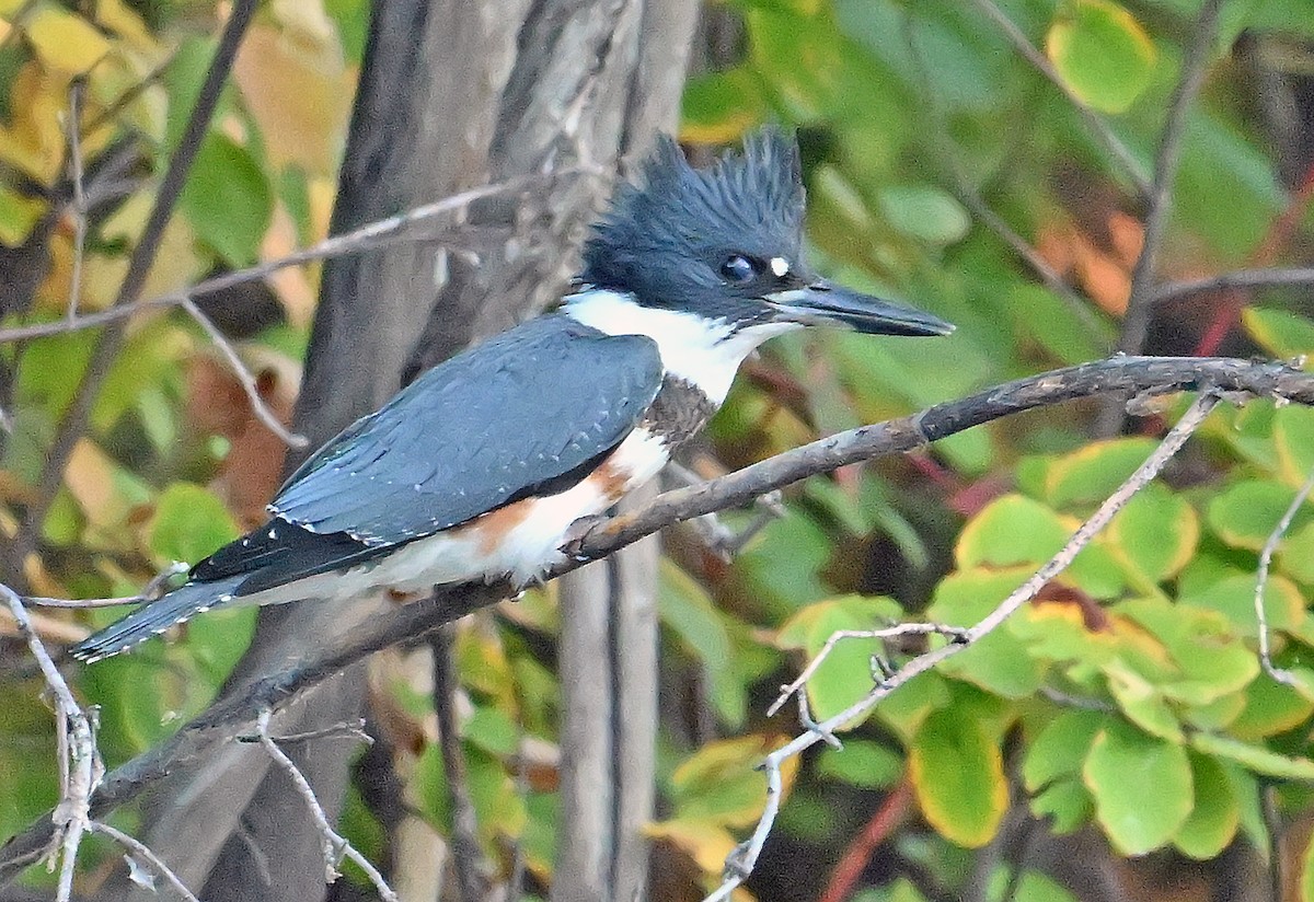 Belted Kingfisher - ML643480707