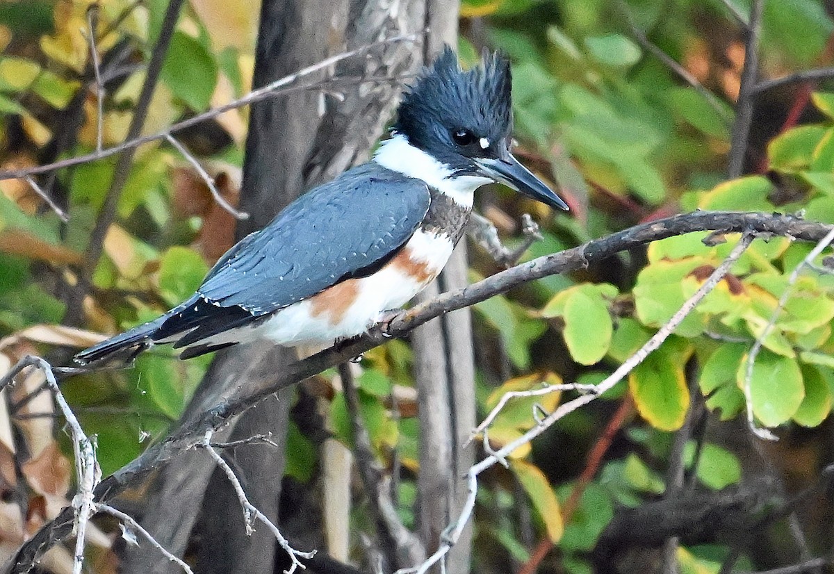 Belted Kingfisher - ML643480709
