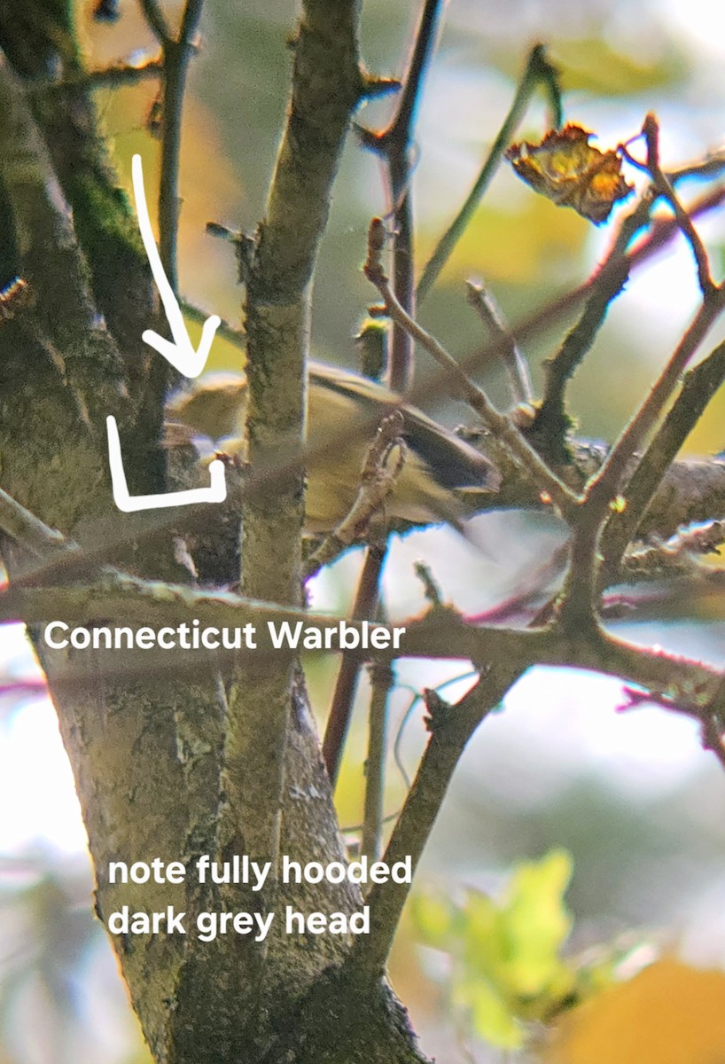 Connecticut Warbler - ML643480722